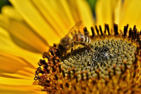 Źródło: pixabay.com